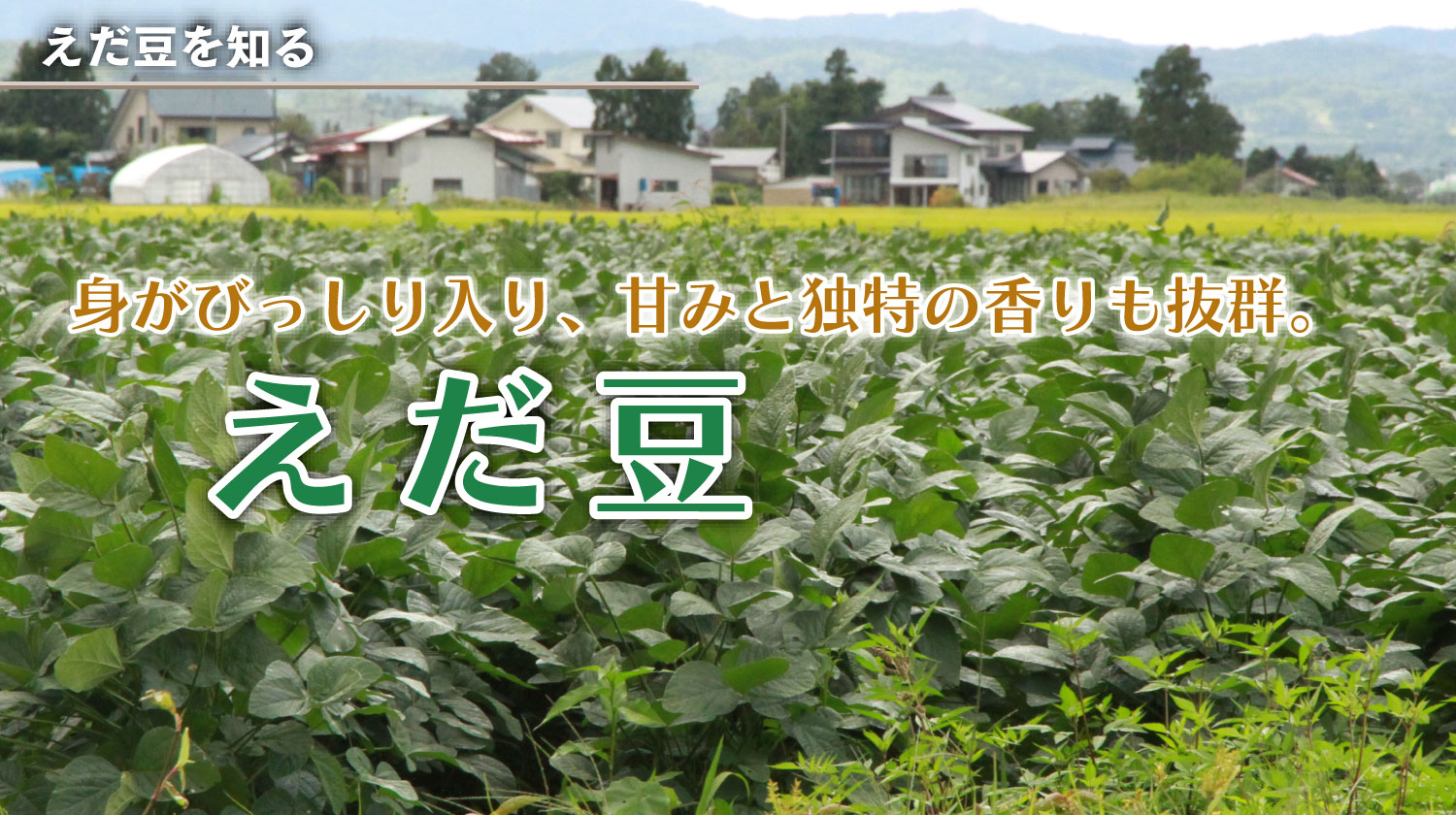 身がびっしり入り、甘みと独特の香りも抜群「えだ豆」