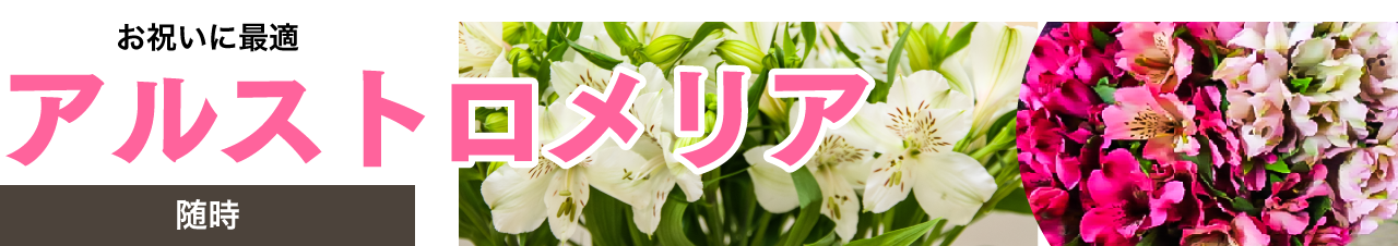 お祝いに最適「アルストロメリア」（随時）