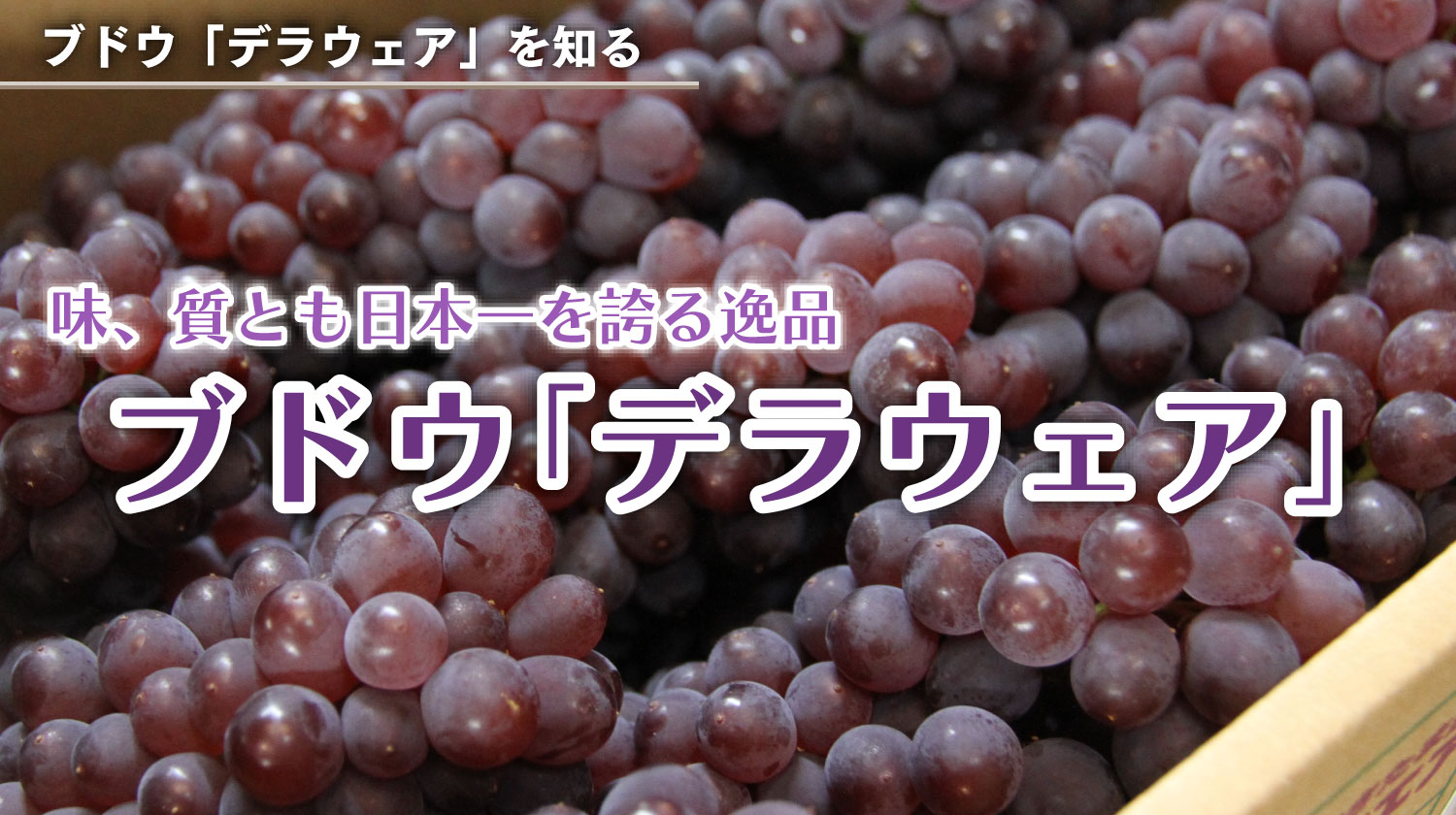 味、質とも日本一を誇る逸品。ブドウ「デラウェア」