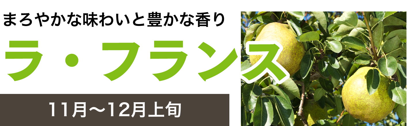 まろやかな味わいと豊かな香り「ラ・フランス」（11月～12月上旬）