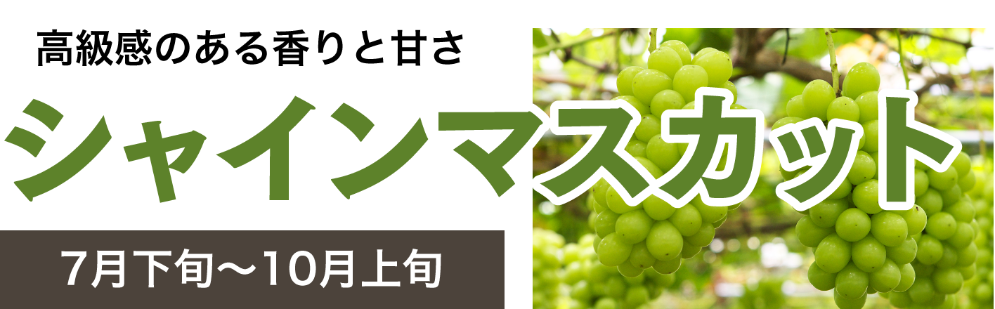 高級感のある香りと甘さ「シャインマスカット」（7月下旬～10月上旬）